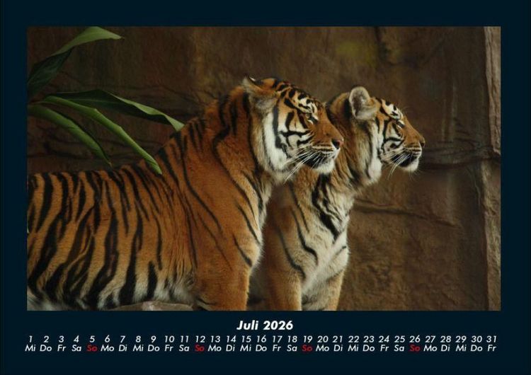 Produktbild: Tiger 2026 Fotokalender DIN A4