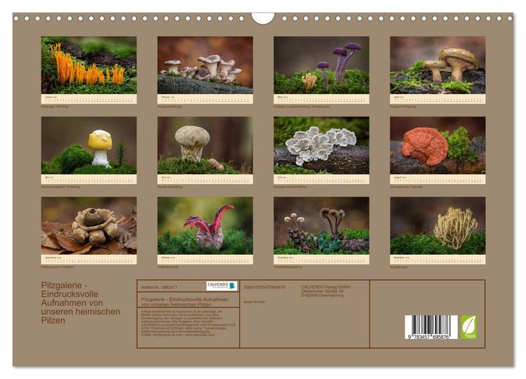 Produktbild: Pilzgalerie - Eindrucksvolle Aufnahmen von unseren heimischen Pilzen (Wandkalender 2026 DIN A3 quer), CALVENDO Monatskalender