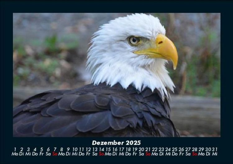 Produktbild: Welt der V&ouml;gel 2025 Fotokalender DIN A5