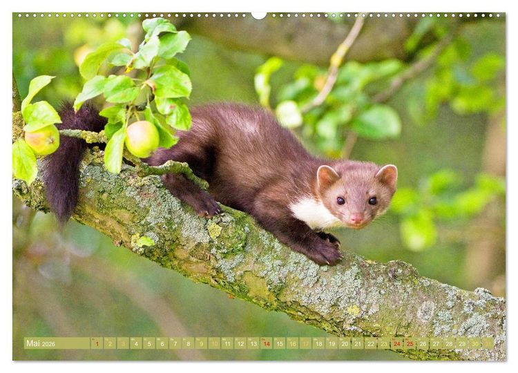 Produktbild: Wald-Kindergarten: Tierkinder im Wald (hochwertiger Premium Wandkalender 2026 DIN A2 quer), Kunstdruck in Hochglanz