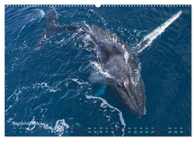 Produktbild: Antarktis, die eisige Heimat der Pinguine (hochwertiger Premium Wandkalender 2026 DIN A2 quer), Kunstdruck in Hochglanz