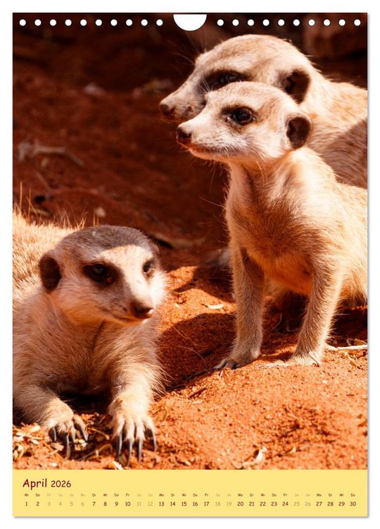 Produktbild: Erdm&auml;nnchen - Eine Kolonie in der Kalahari (Wandkalender 2026 DIN A4 hoch), CALVENDO Monatskalender