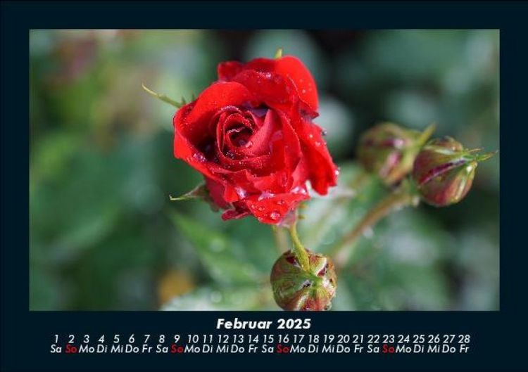 Produktbild: Rosentraum 2025 Fotokalender DIN A5