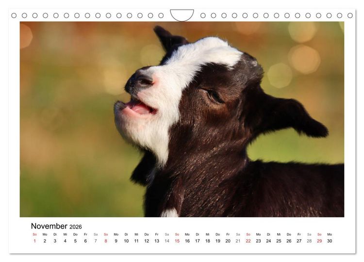 Produktbild: Wer zickt denn da? - Zicklein-Edition (Wandkalender 2026 DIN A4 quer), CALVENDO Monatskalender