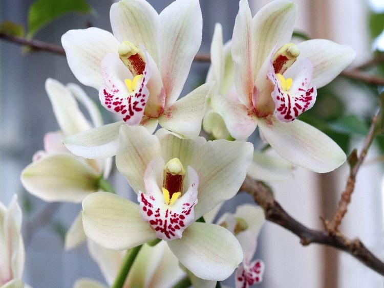 Produktbild: CALVENDO Puzzle Zarte Kahnorchidee, Cymbidium | 1000 Teile Lege-Gr&ouml;&szlig;e 64x48cm Foto-Puzzle f&uuml;r gl&uuml;ckliche Stunden