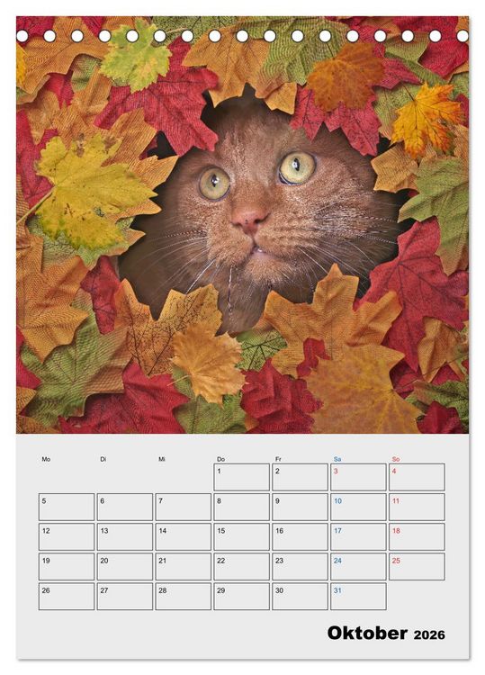 Produktbild: Crazy Catz. (Tischkalender 2026 DIN A5 hoch), CALVENDO Monatskalender