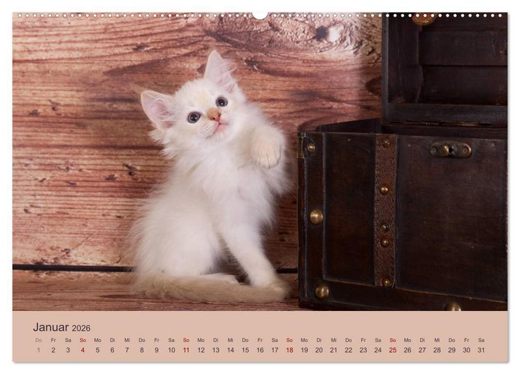 Produktbild: Flauschige Ragdoll Kitten (Wandkalender 2026 DIN A2 quer), CALVENDO Monatskalender