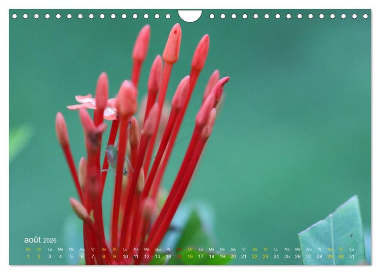 Produktbild: Au c&oelig;ur d&rsquo;une nature color&eacute;e (Calendrier mural 2026 DIN A4 vertical), CALVENDO calendrier mensuel