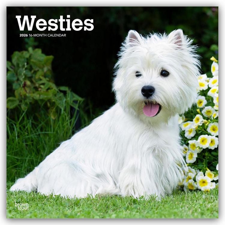 Produktbild: West Highland White Terriers – Westhighland White Terrier – Westies 2026 – 16-Monatskalender