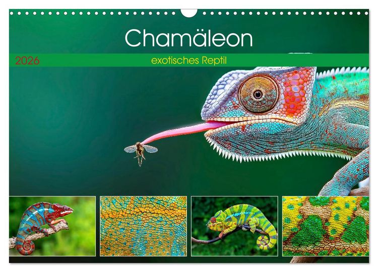Produktbild: Cham&auml;leon - exotisches Reptil (Wandkalender 2026 DIN A3 quer), CALVENDO Monatskalender