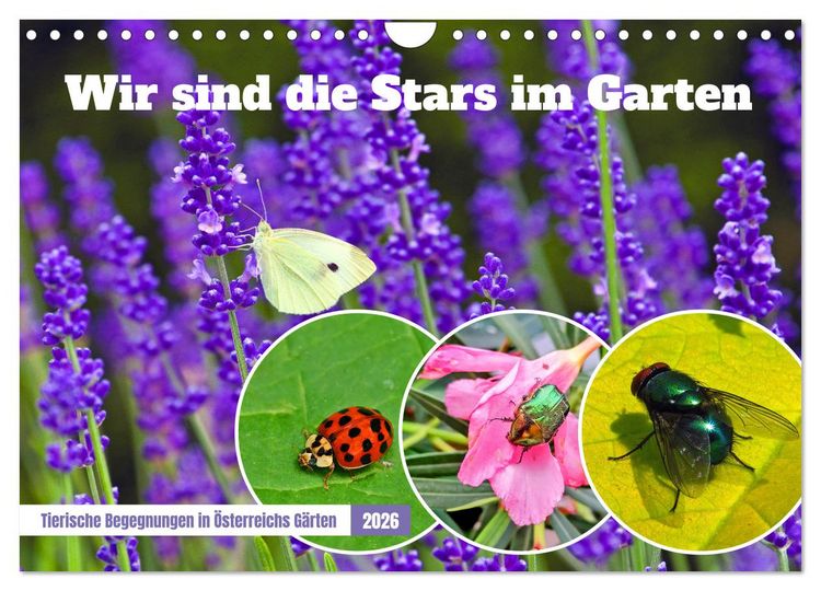 Produktbild: Wir sind die Stars im Garten (Wandkalender 2026 DIN A4 quer), CALVENDO Monatskalender