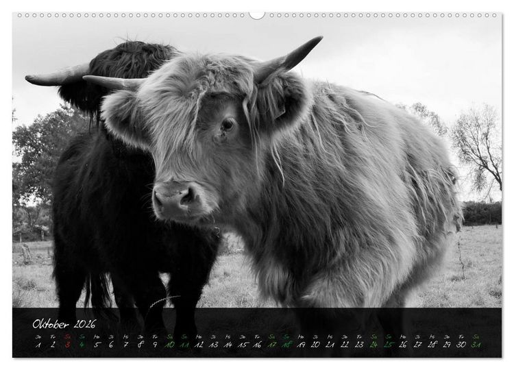 Produktbild: Highland Cattle vom Nordlicht - Faszination Hochland Rind (hochwertiger Premium Wandkalender 2026 DIN A2 quer), Kunstdruck in Hochglanz