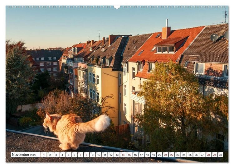 Produktbild: M&uuml;nster Miezen - &uuml;ber den D&auml;chern (Wandkalender 2026 DIN A2 quer), CALVENDO Monatskalender