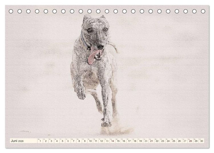 Produktbild: Whippet 2026 (Tischkalender 2026 DIN A5 quer), CALVENDO Monatskalender
