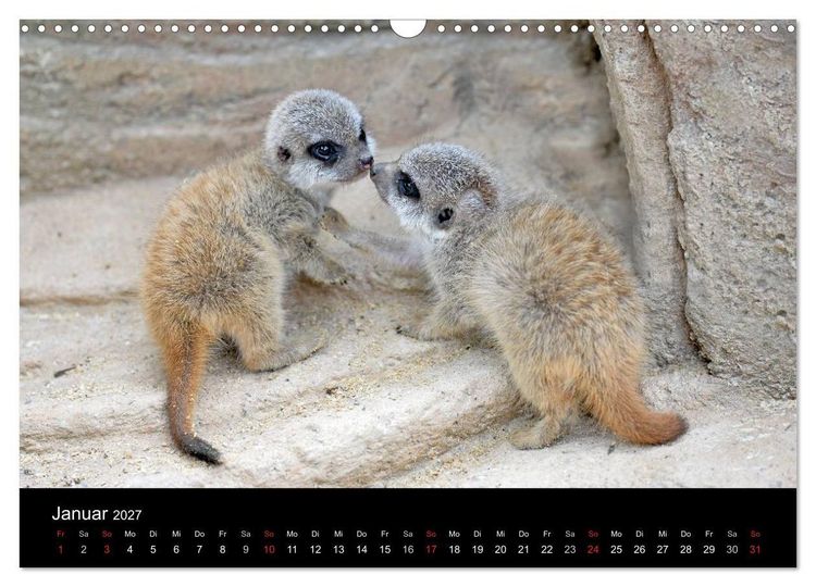Produktbild: Lustige Erdm&auml;nnchen (Wandkalender 2027 DIN A3 quer), CALVENDO Monatskalender