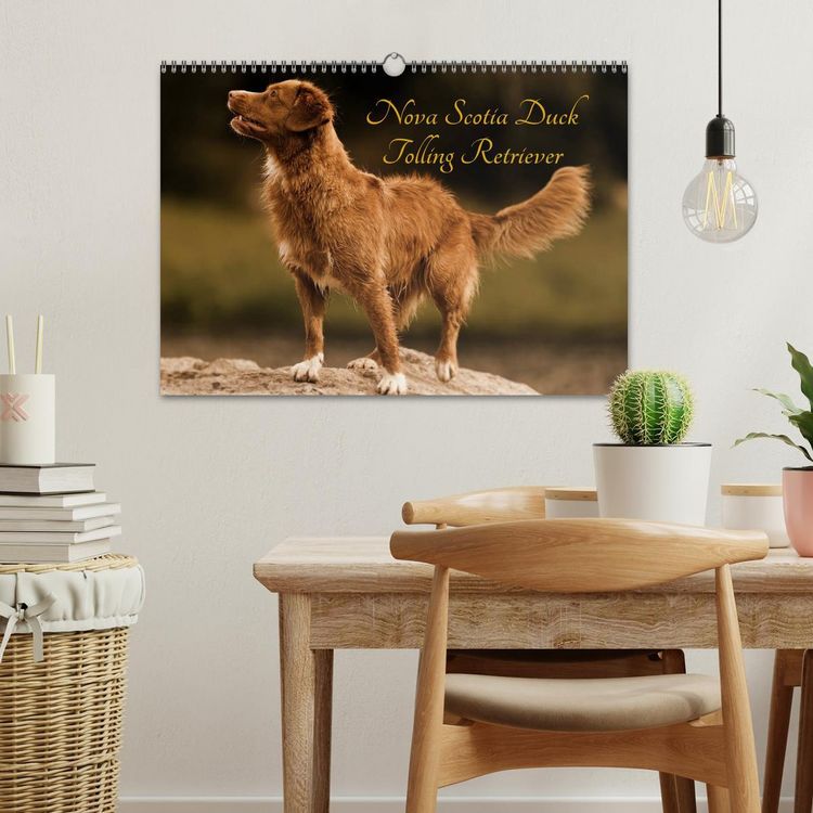 Produktbild: Nova Scotia Duck Tolling Retriever (Wandkalender 2026 DIN A3 quer), CALVENDO Monatskalender
