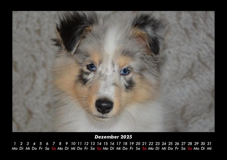 Produktbild: Hundezauber 2025 Fotokalender DIN A3