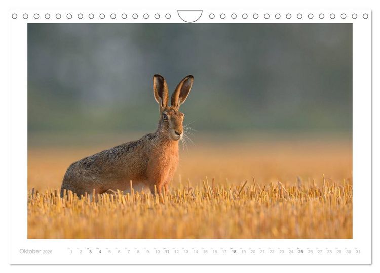Produktbild: Der Feldhase (Wandkalender 2026 DIN A4 quer), CALVENDO Monatskalender