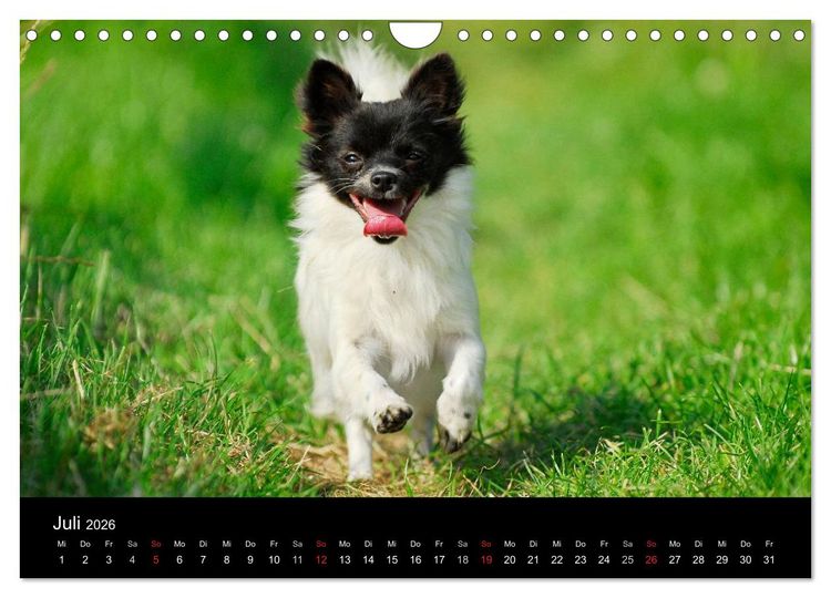 Produktbild: Chihuahua - Kleine Hunde ganz gro&szlig; (Wandkalender 2026 DIN A4 quer), CALVENDO Monatskalender