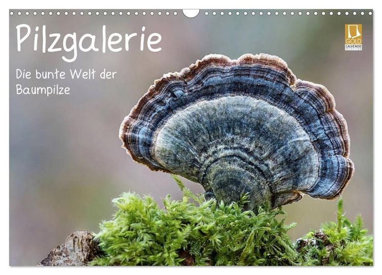 Produktbild: Pilzgalerie - Die bunte Welt der Baumpilze (Wandkalender 2026 DIN A3 quer), CALVENDO Monatskalender