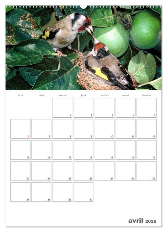 Produktbild: Les passereaux &agrave; l'or&eacute;e de la vie (Calendrier mural 2026 DIN A2 horizontal) calendrier de bureau