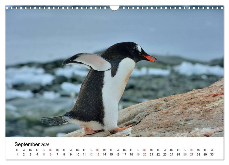 Produktbild: Im Reich der Pinguine (Wandkalender 2026 DIN A3 quer), CALVENDO Monatskalender