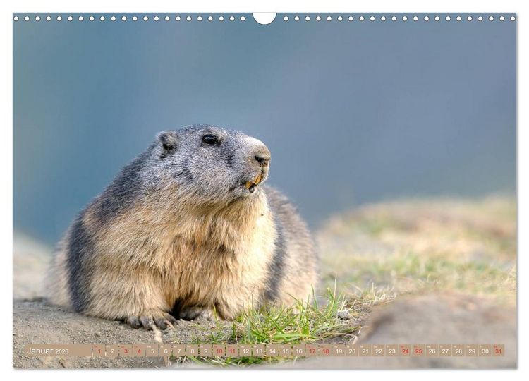 Produktbild: Alpenmurmeltiere in freier Wildbahn (Wandkalender 2026 DIN A3 quer), CALVENDO Monatskalender