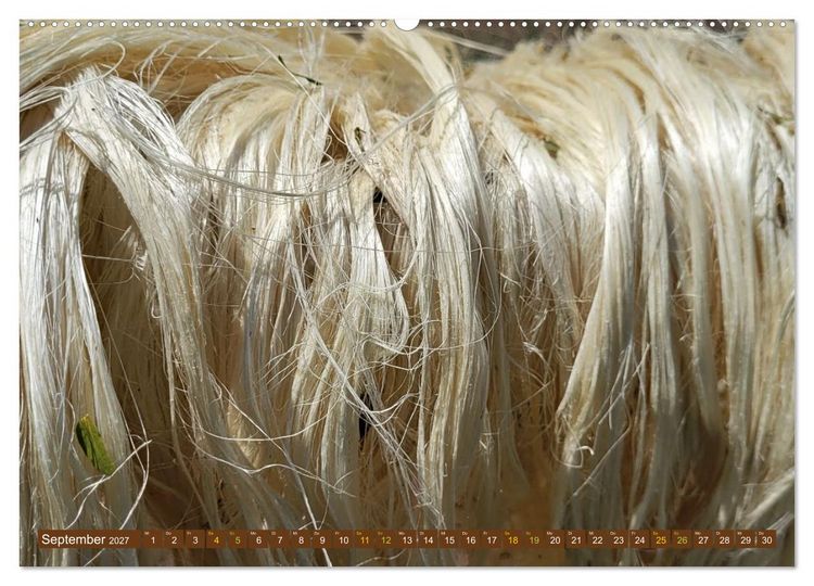 Produktbild: SISAL - von der Pflanze zum Produkt (Wandkalender 2027 DIN A2 quer), CALVENDO Monatskalender