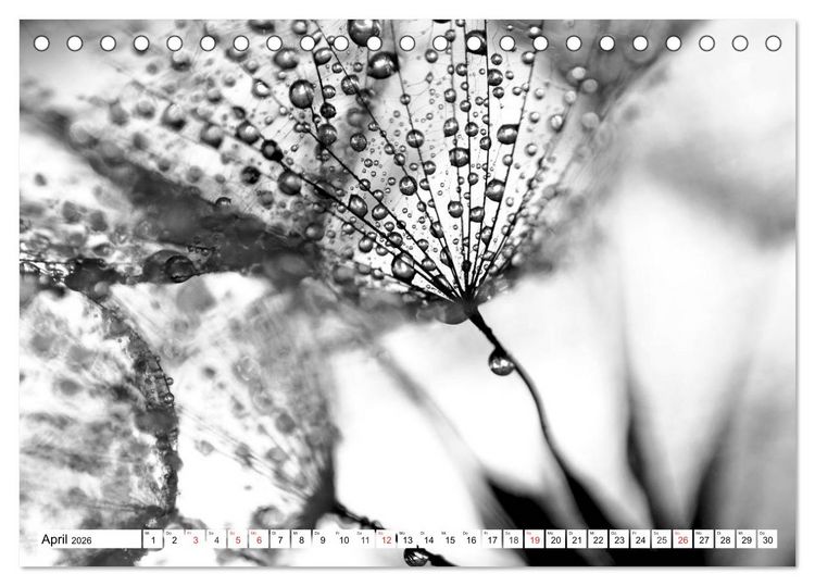 Produktbild: Pusteblumenzauber in schwarzwei&szlig; (Tischkalender 2026 DIN A5 quer), CALVENDO Monatskalender