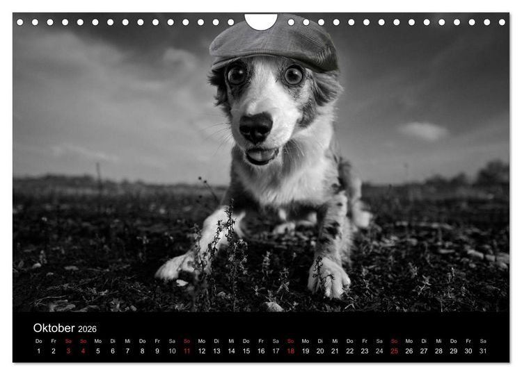 Produktbild: H&uuml;tehunde (Wandkalender 2026 DIN A4 quer), CALVENDO Monatskalender