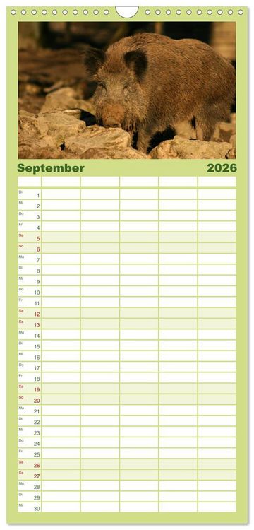 Produktbild: Familienplaner 2026 - Schweinkram - Die Wildschweine sind los mit 5 Spalten (Wandkalender, 21 x 45 cm) CALVENDO