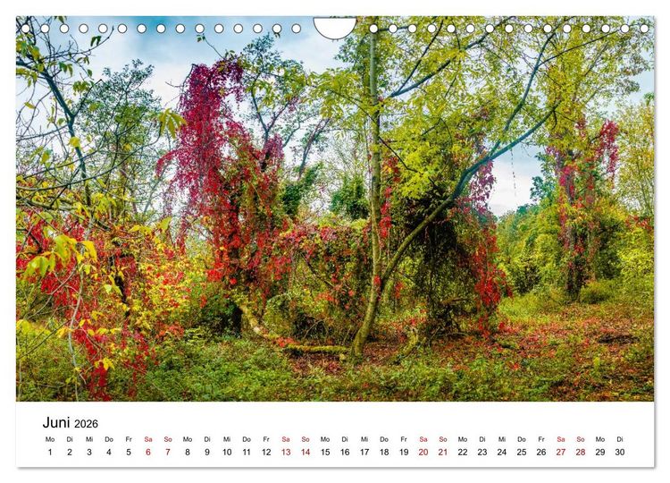 Produktbild: W&auml;lder: die letzte Zuflucht f&uuml;r die Wildnis (Wandkalender 2026 DIN A4 quer), CALVENDO Monatskalender