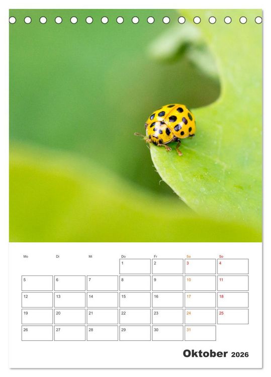 Produktbild: Kleines Gl&uuml;ck ganz gro&szlig;: Marienk&auml;fer! (Tischkalender 2026 DIN A5 hoch), CALVENDO Monatskalender
