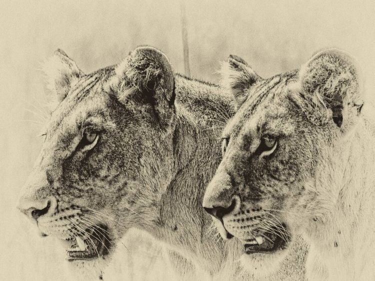 Produktbild: CALVENDO Puzzle Safari - auf Katzensuche | 1000 Teile Lege-Gr&ouml;&szlig;e 64x48cm Foto-Puzzle f&uuml;r gl&uuml;ckliche Stunden