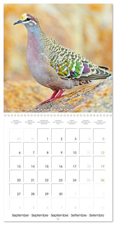 Produktbild: Doves: Gentle Beauty (Wall Calendar 2027 12 &times; 12 Inch) CALVENDO 12 Month Wall Calendar