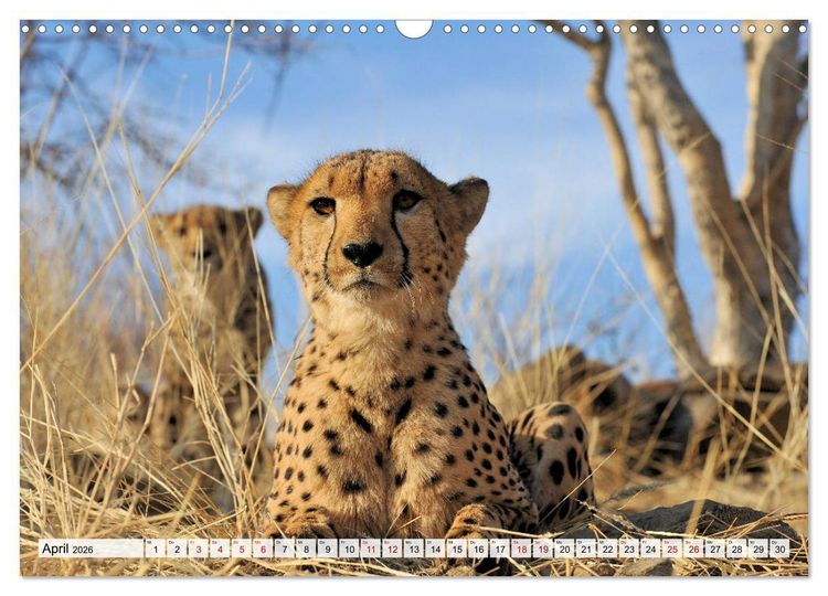 Produktbild: Faszinaton Afrika: Geparde (Wandkalender 2026 DIN A3 quer), CALVENDO Monatskalender