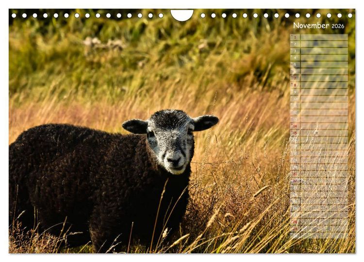 Produktbild: Ein Sommer auf Texel (Wandkalender 2026 DIN A4 quer), CALVENDO Monatskalender