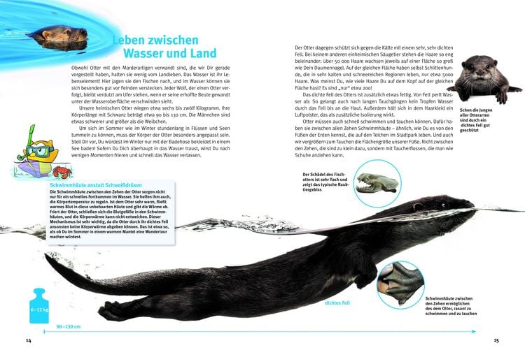 Produktbild: Entdecke die Otter