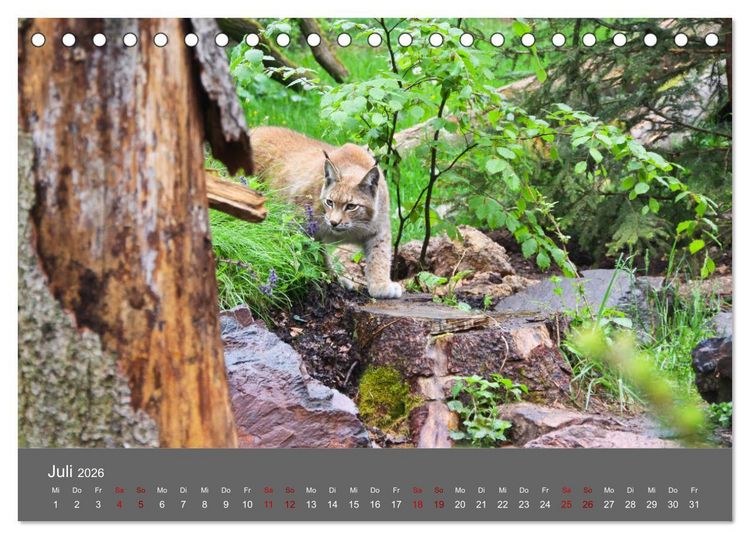 Produktbild: Der Luchs - Hochbeinig, Pinselohren, Backenbart (Tischkalender 2026 DIN A5 quer), CALVENDO Monatskalender
