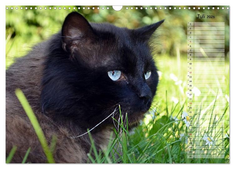Produktbild: Katzen im Portr&auml;t / Geburtstagskalender (Wandkalender 2026 DIN A3 quer), CALVENDO Monatskalender
