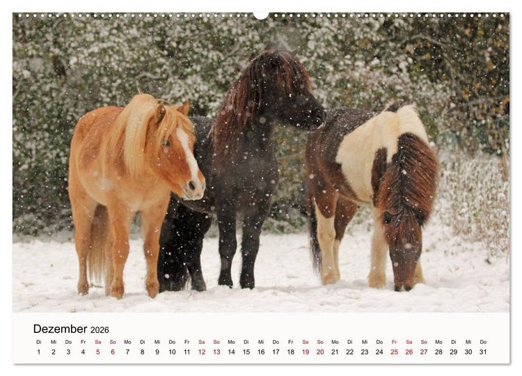 Produktbild: Isl&auml;nder - icelandic horses (Wandkalender 2026 DIN A2 quer), CALVENDO Monatskalender