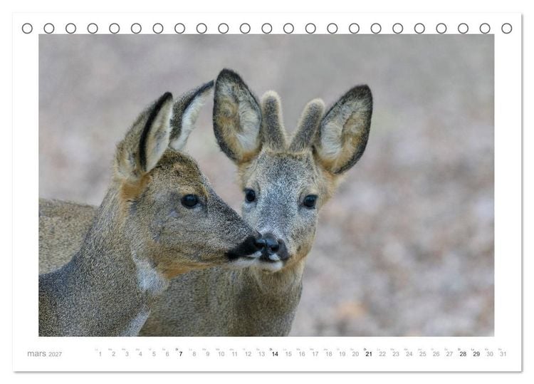Produktbild: Un an avec des chevreuils (Calendrier de bureau 2027 DIN A5 vertical), CALVENDO calendrier mensuel