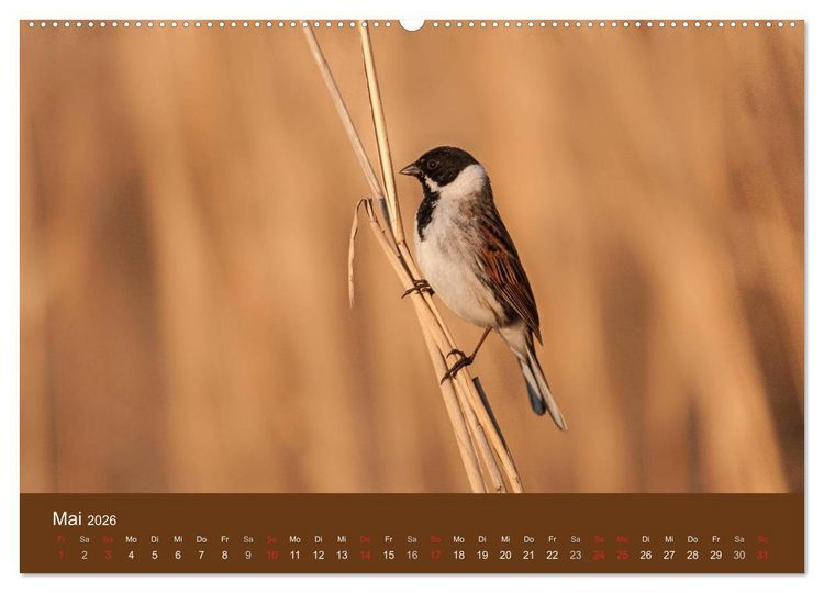 Produktbild: Der Federsee - Vogelparadies in Oberschwaben (hochwertiger Premium Wandkalender 2026 DIN A2 quer), Kunstdruck in Hochglanz