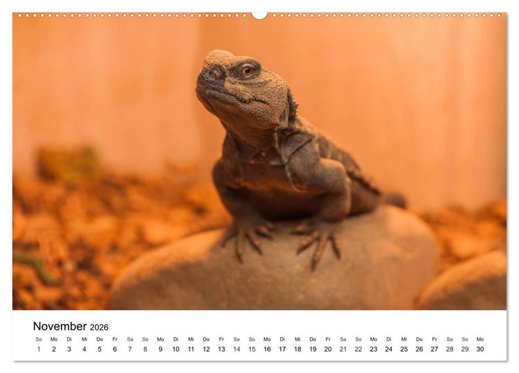 Produktbild: Faszination - Echsen (Wandkalender 2026 DIN A2 quer), CALVENDO Monatskalender