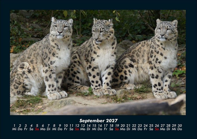 Produktbild: Tiere in der Wildnis 2027 Fotokalender DIN A4