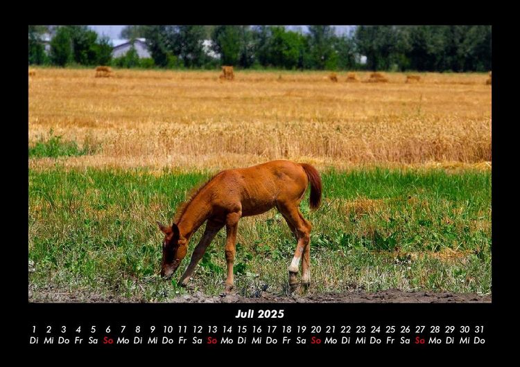 Produktbild: Pferdegefl&uuml;ster 2025 Fotokalender DIN A3
