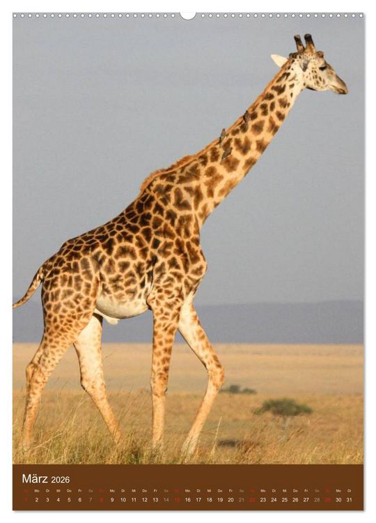 Produktbild: Giraffen (hochwertiger Premium Wandkalender 2026 DIN A2 hoch), Kunstdruck in Hochglanz