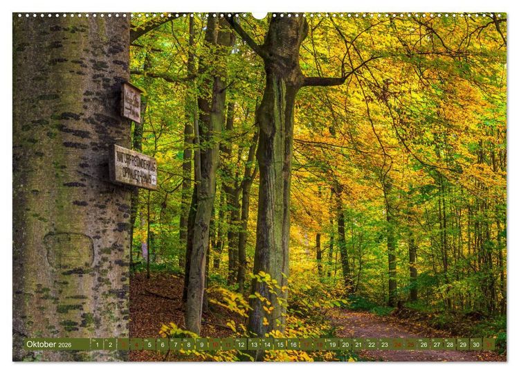 Produktbild: Augenschmaus Pf&auml;lzer Wald (Wandkalender 2026 DIN A2 quer), CALVENDO Monatskalender
