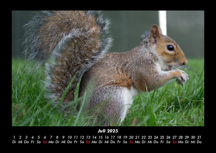 Produktbild: Waldbewohner 2025 Fotokalender DIN A3