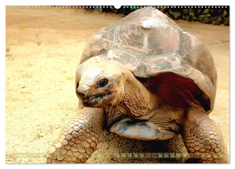 Produktbild: Mauritius - Die Perle im Indischen Ozean (Wandkalender 2026 DIN A2 quer), CALVENDO Monatskalender